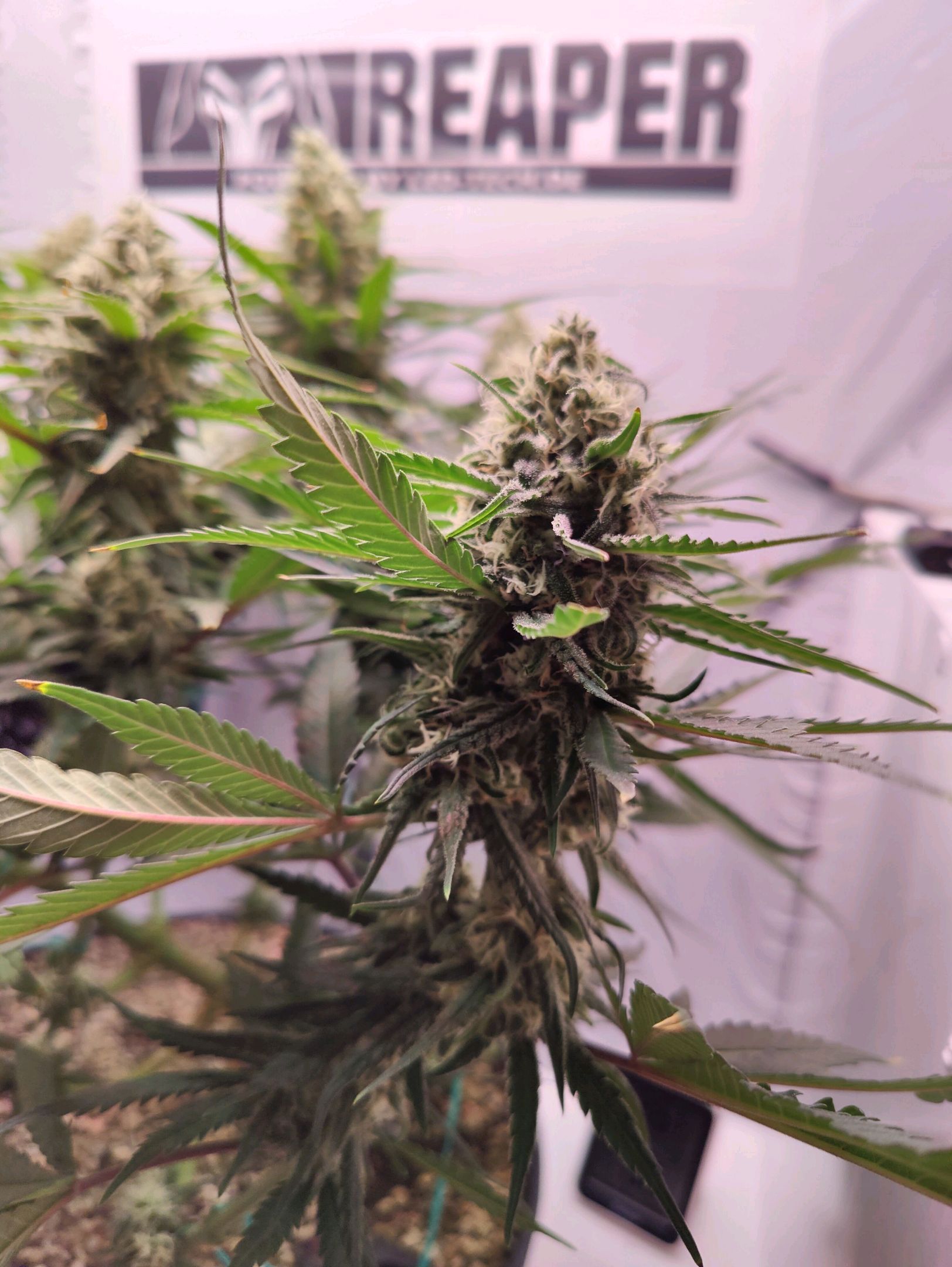 Cinderella 99 growlog photo 46