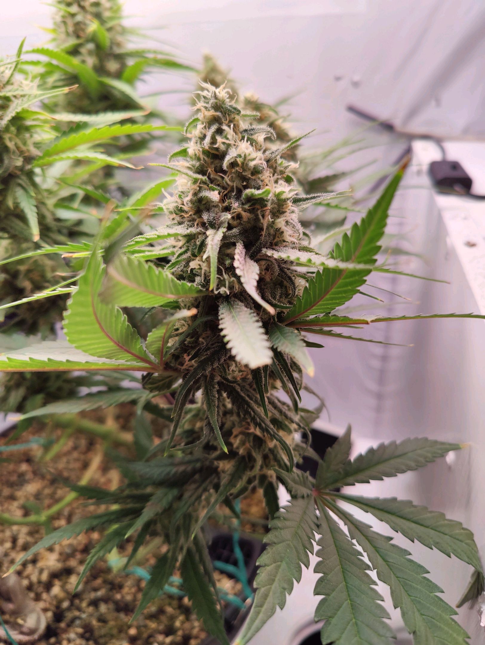 Cinderella 99 growlog photo 47