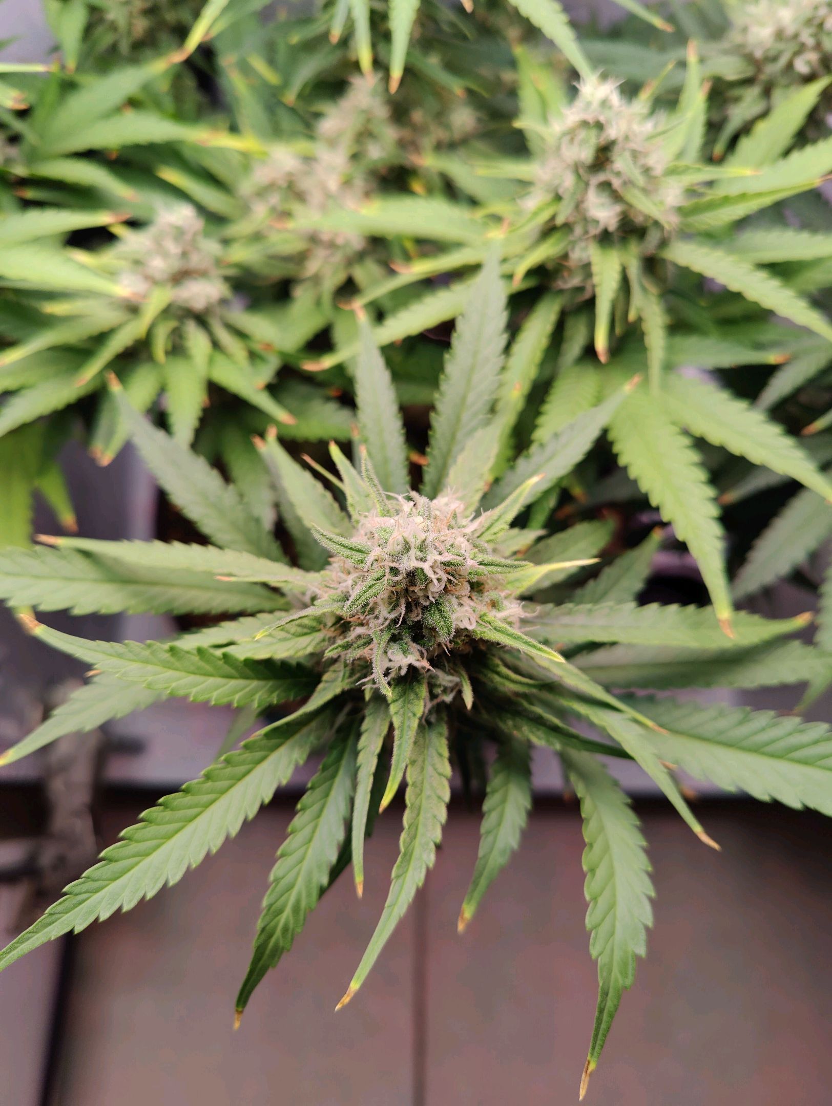 Cinderella 99 growlog photo 48