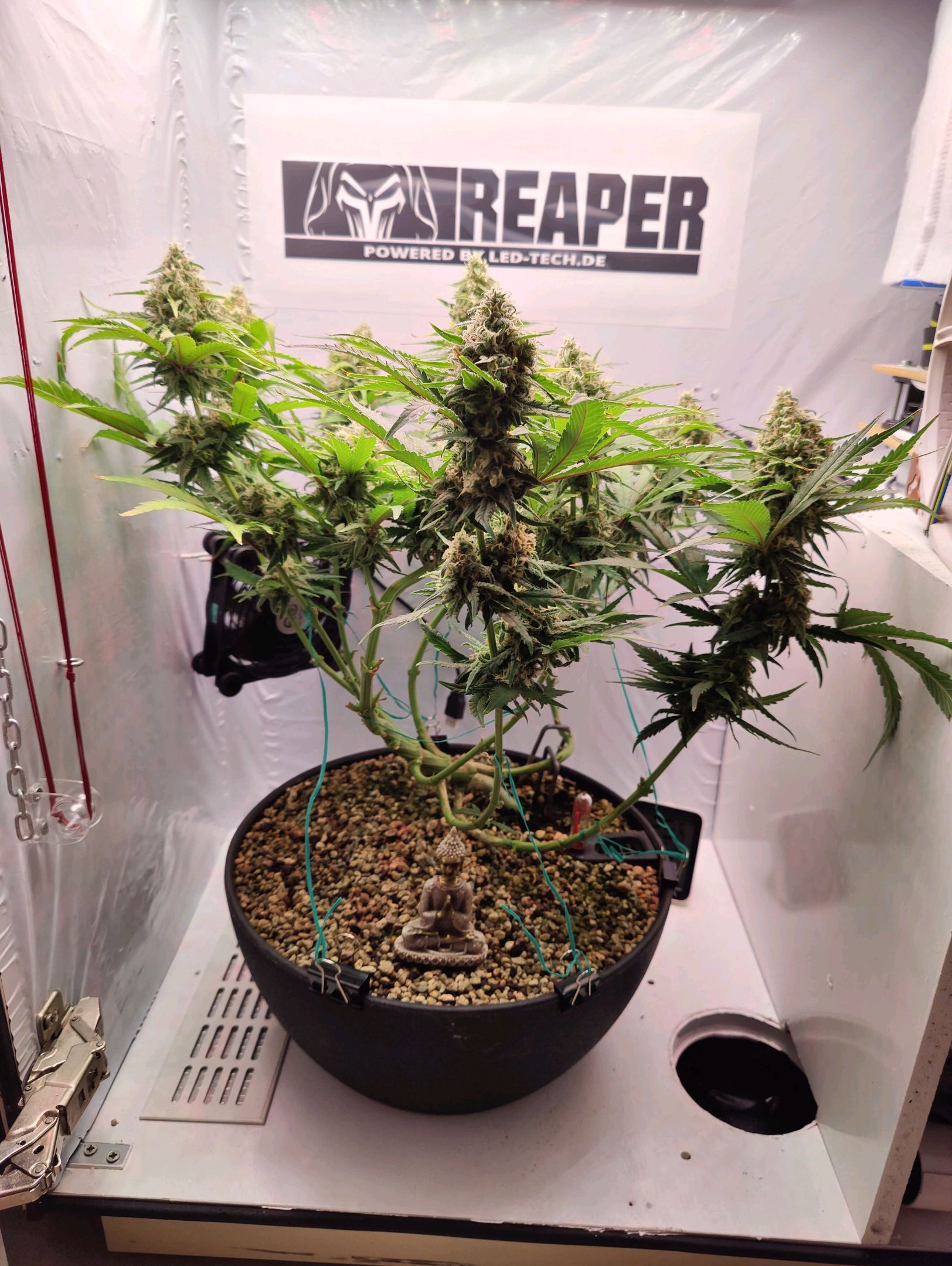 Cinderella 99 growlog photo 49
