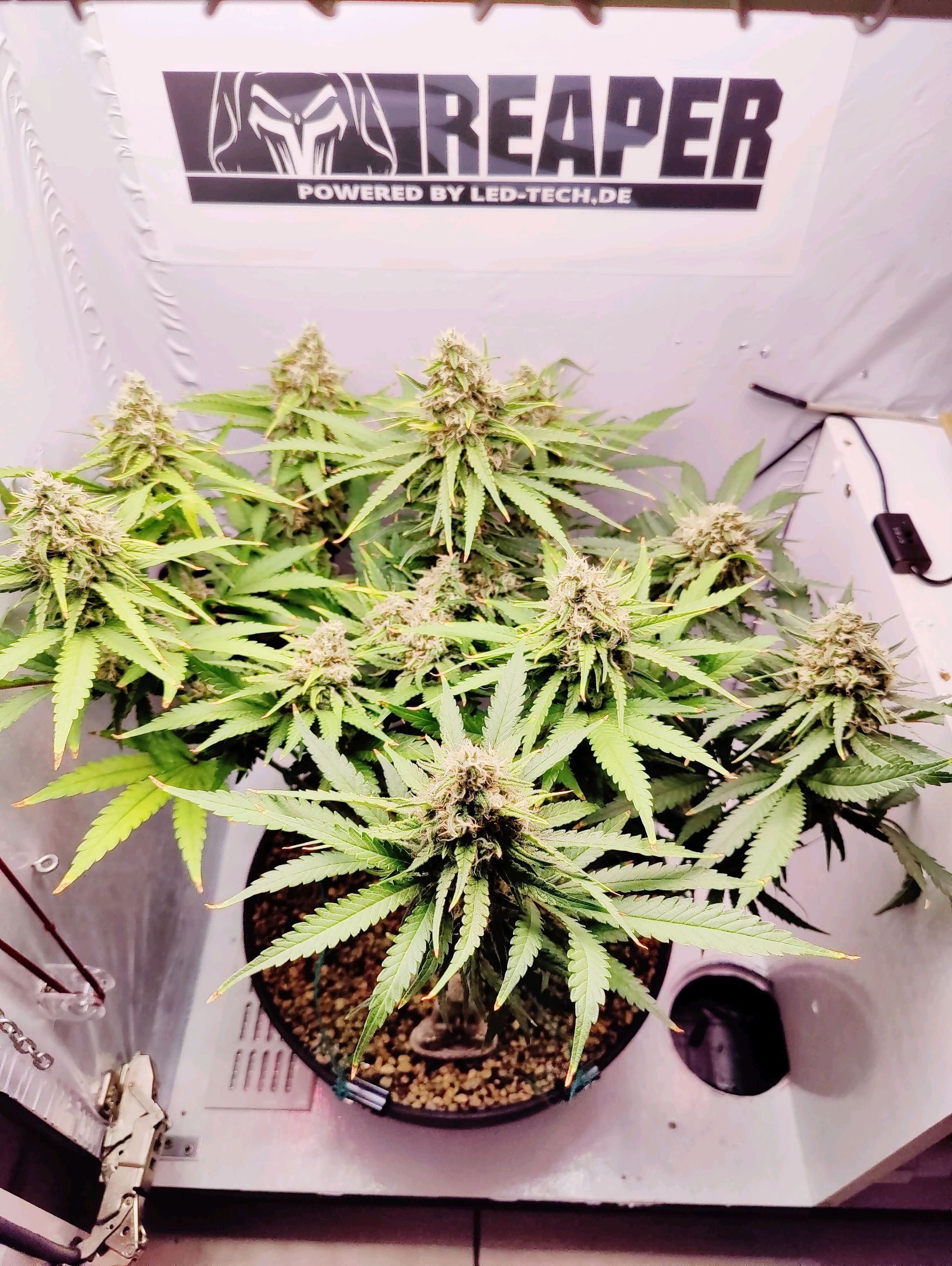 Cinderella 99 growlog photo 50
