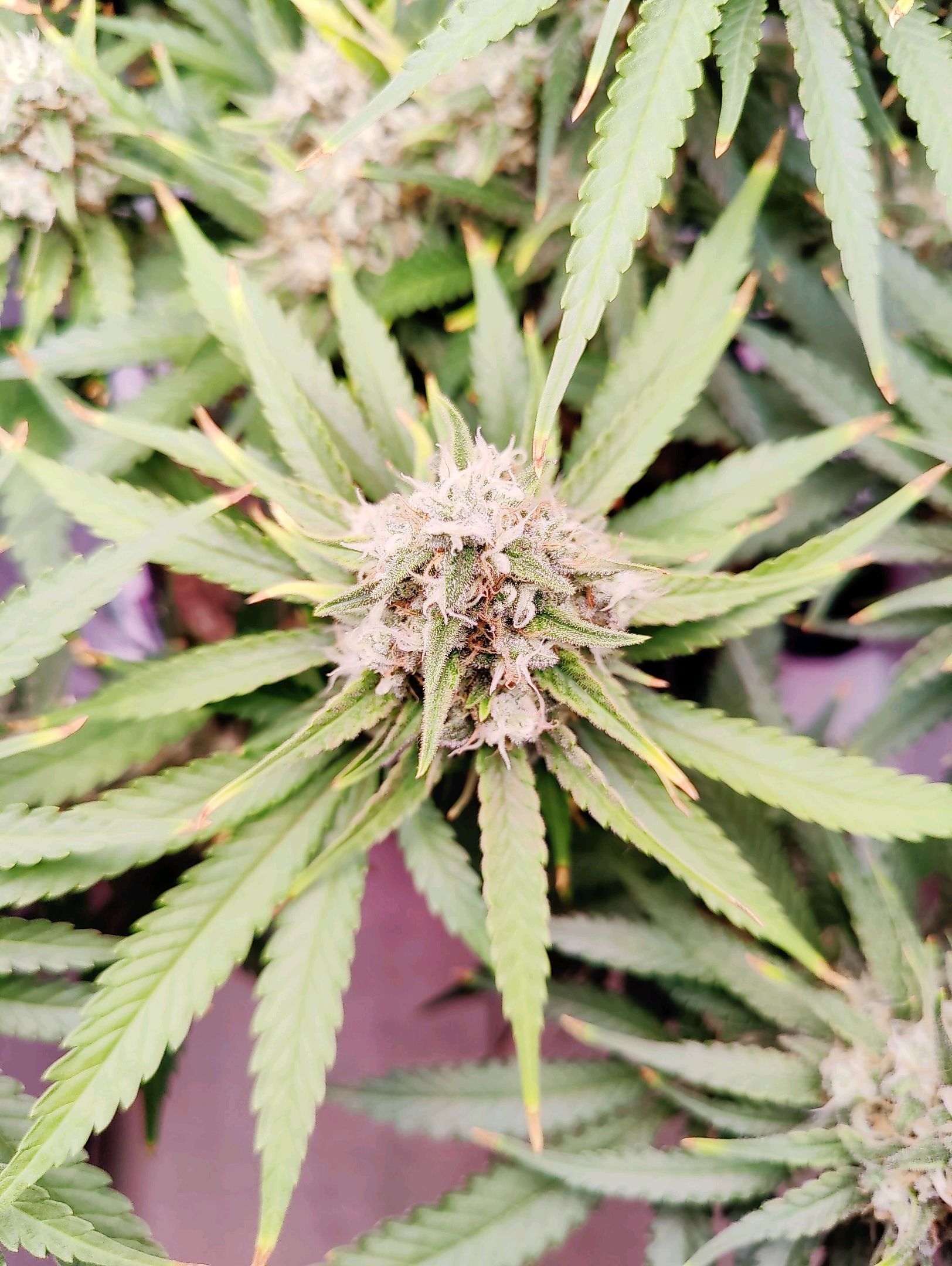 Cinderella 99 growlog photo 51