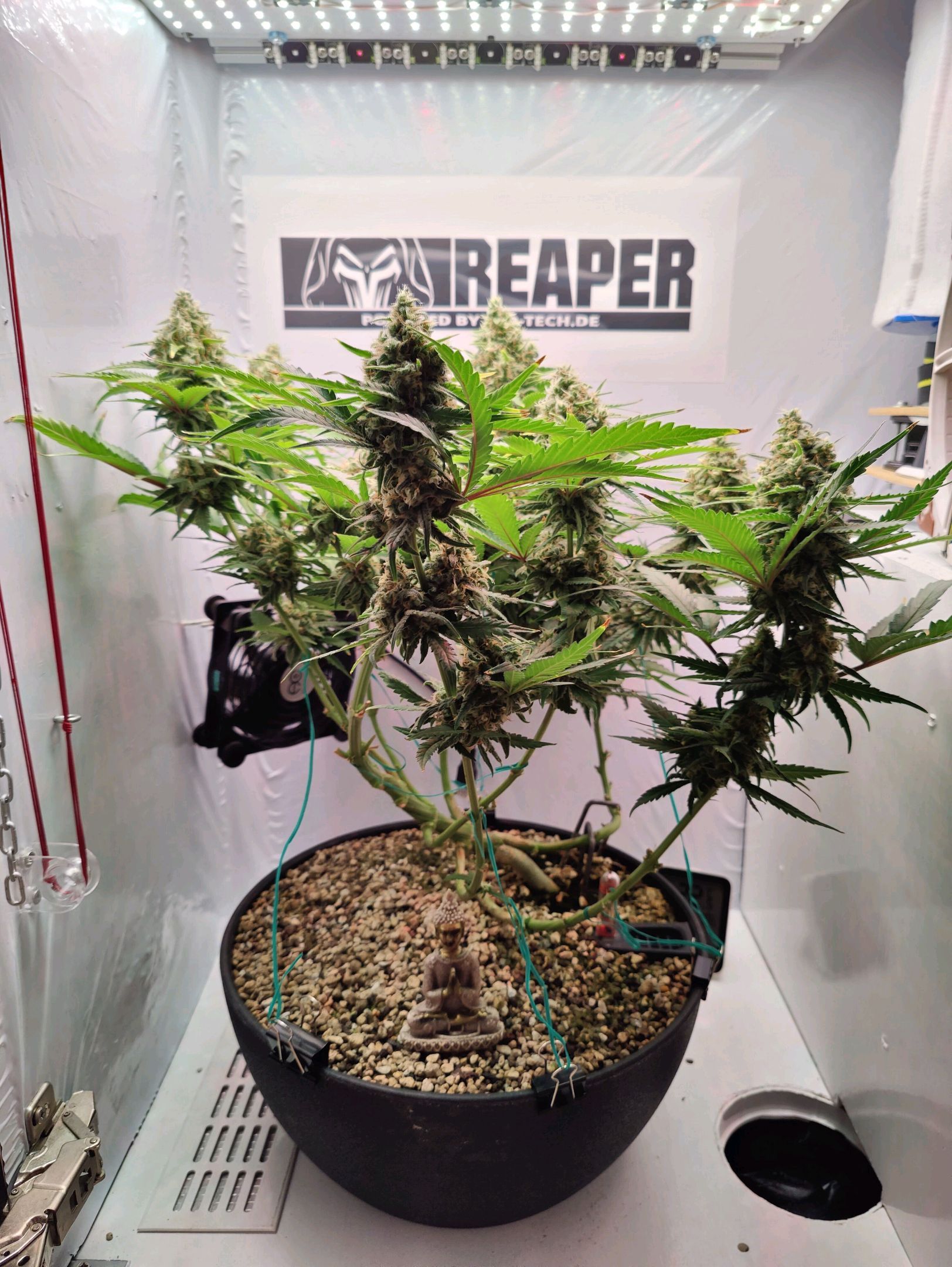 Cinderella 99 growlog photo 52
