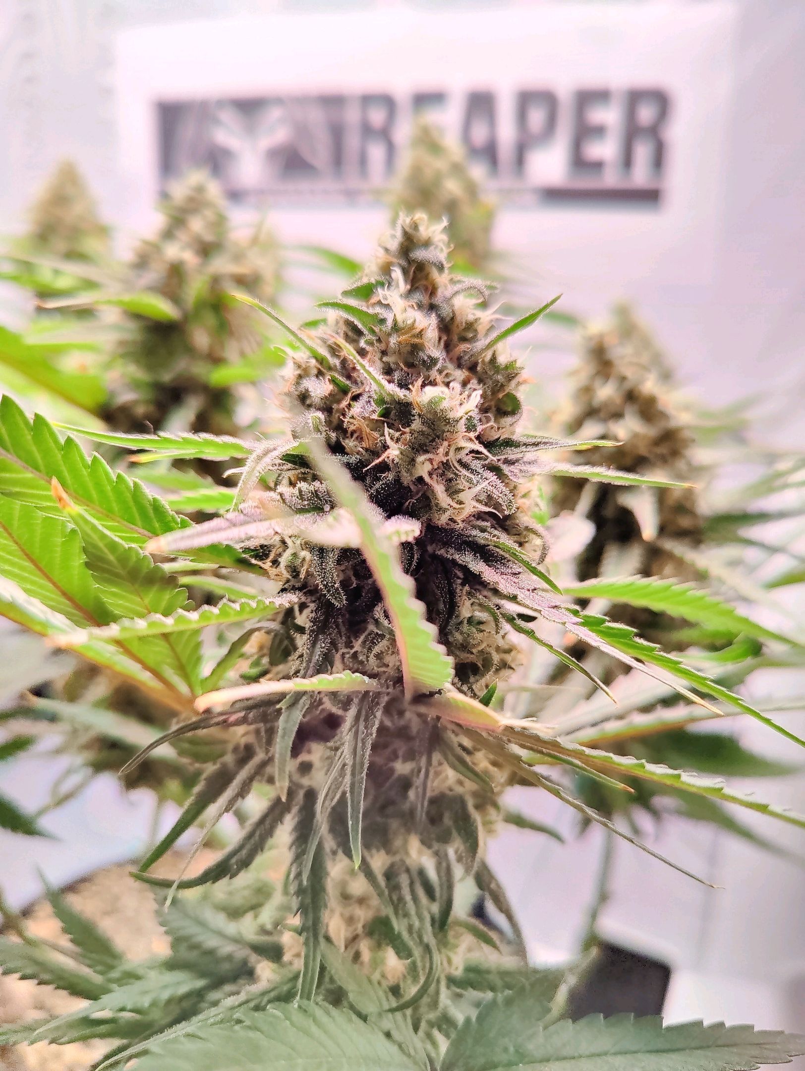 Cinderella 99 growlog photo 53