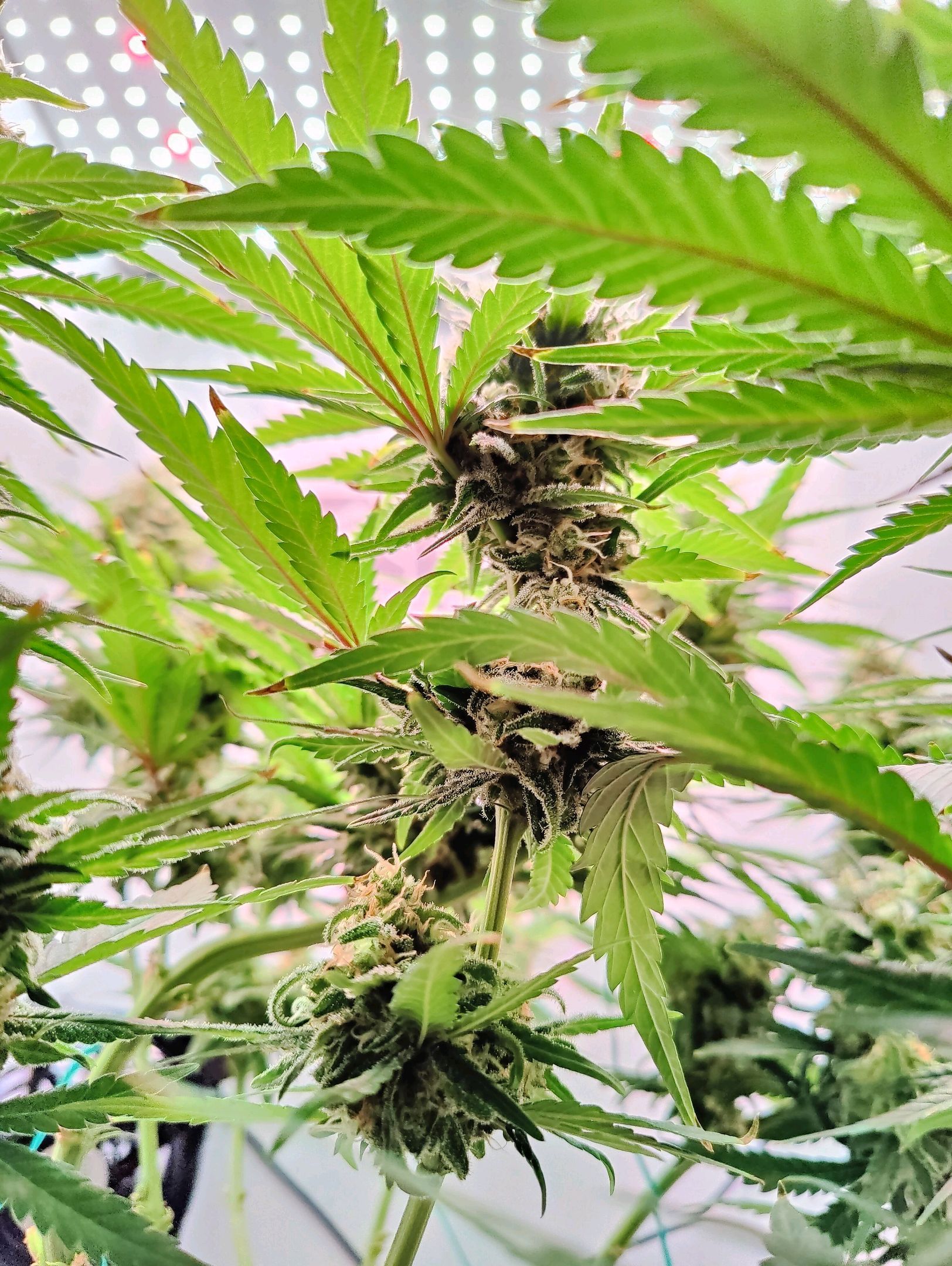 Cinderella 99 growlog photo 55