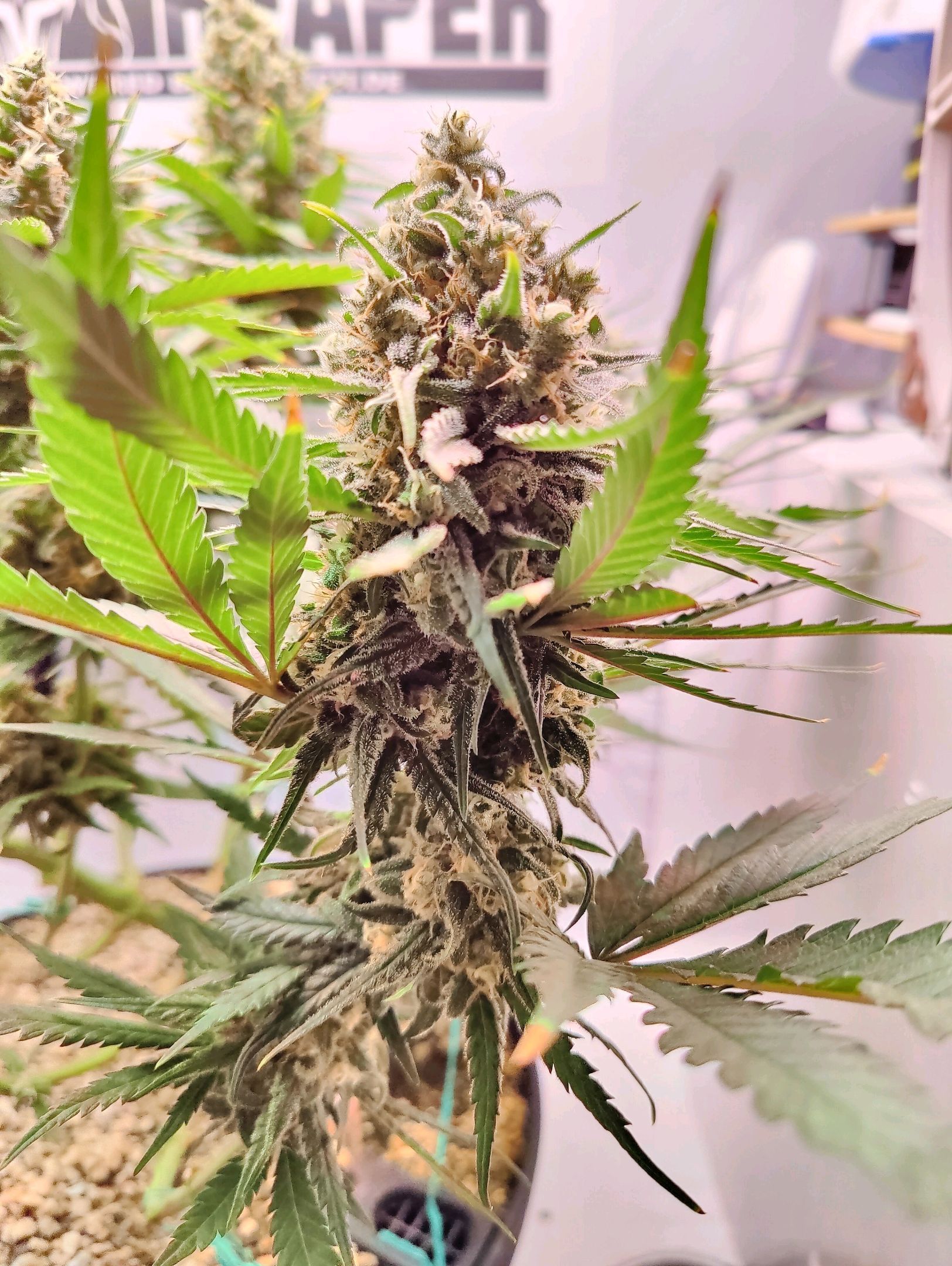 Cinderella 99 growlog photo 56