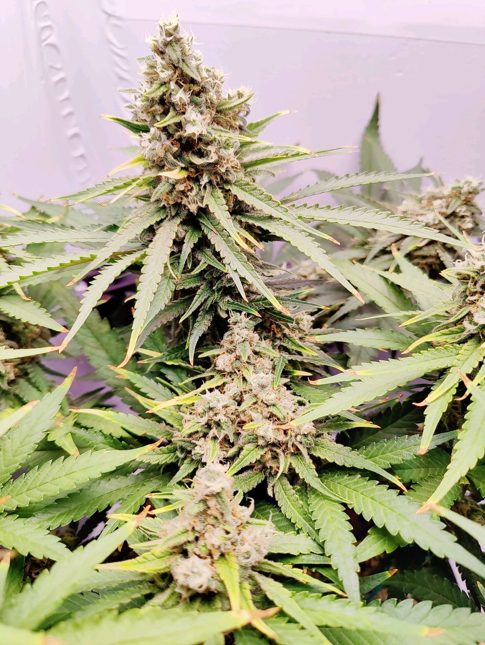 Cinderella 99 growlog photo 57