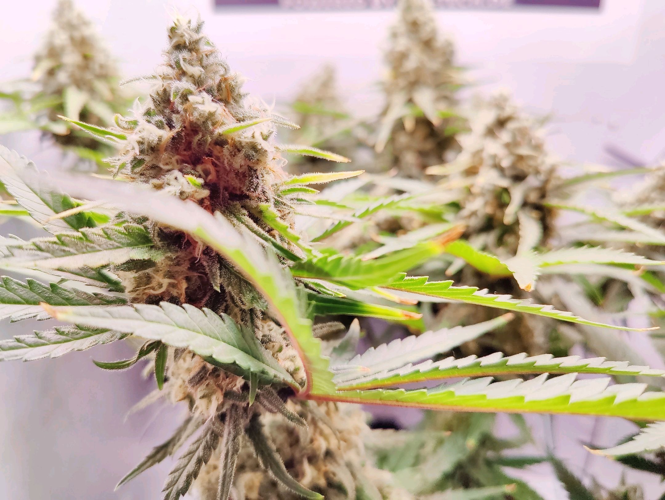 Cinderella 99 growlog photo 58