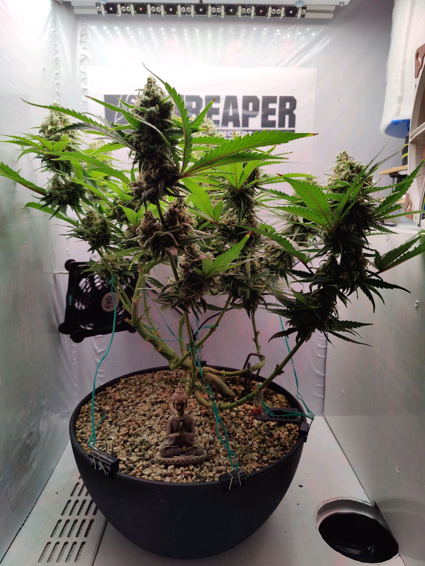 Cinderella 99 growlog photo 59
