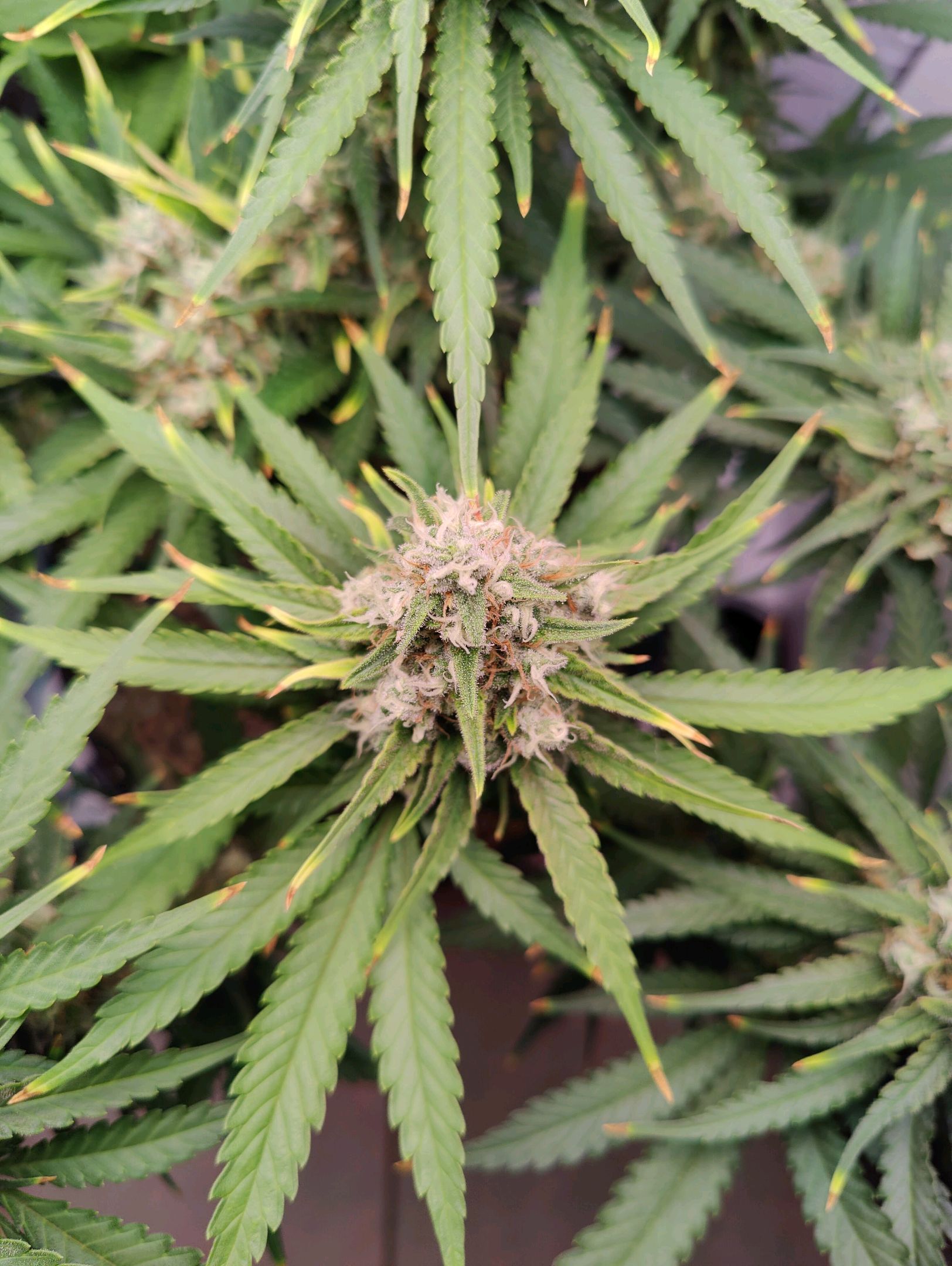 Cinderella 99 growlog photo 60