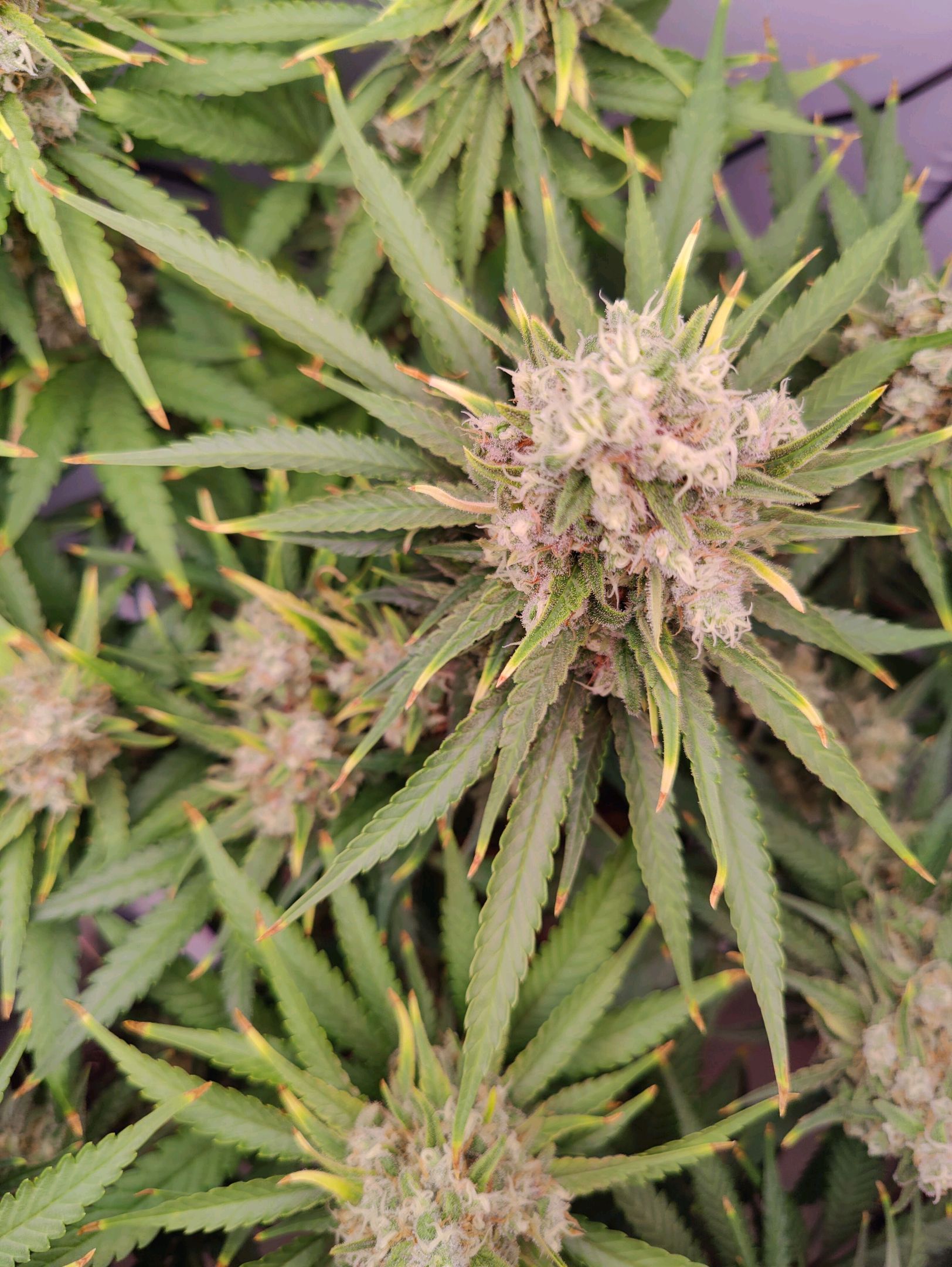 Cinderella 99 growlog photo 61