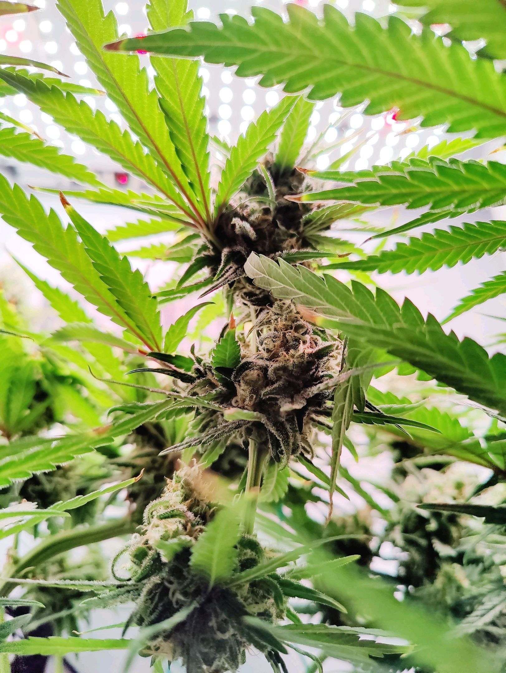 Cinderella 99 growlog photo 62