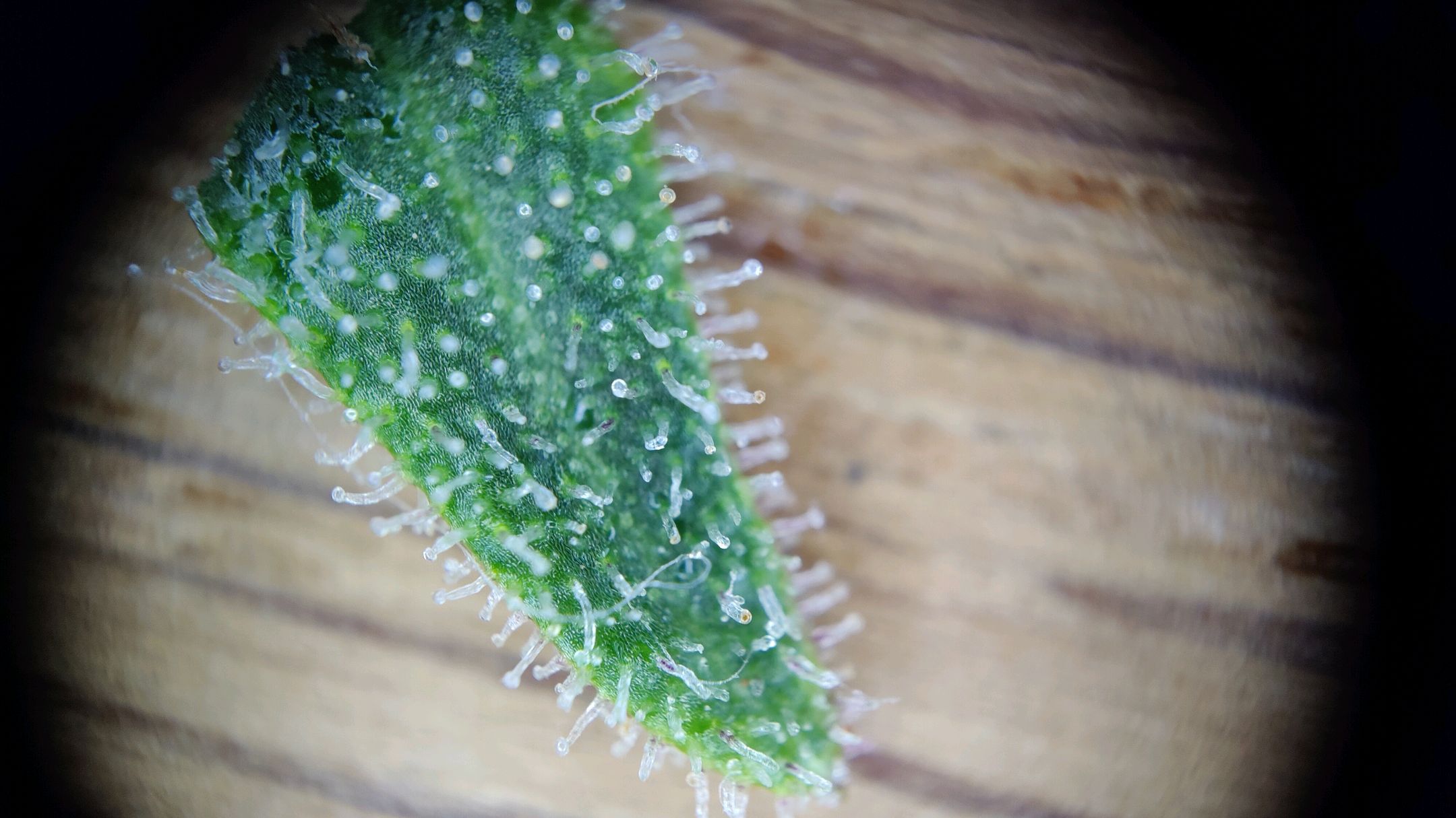 Cinderella 99 growlog photo 63