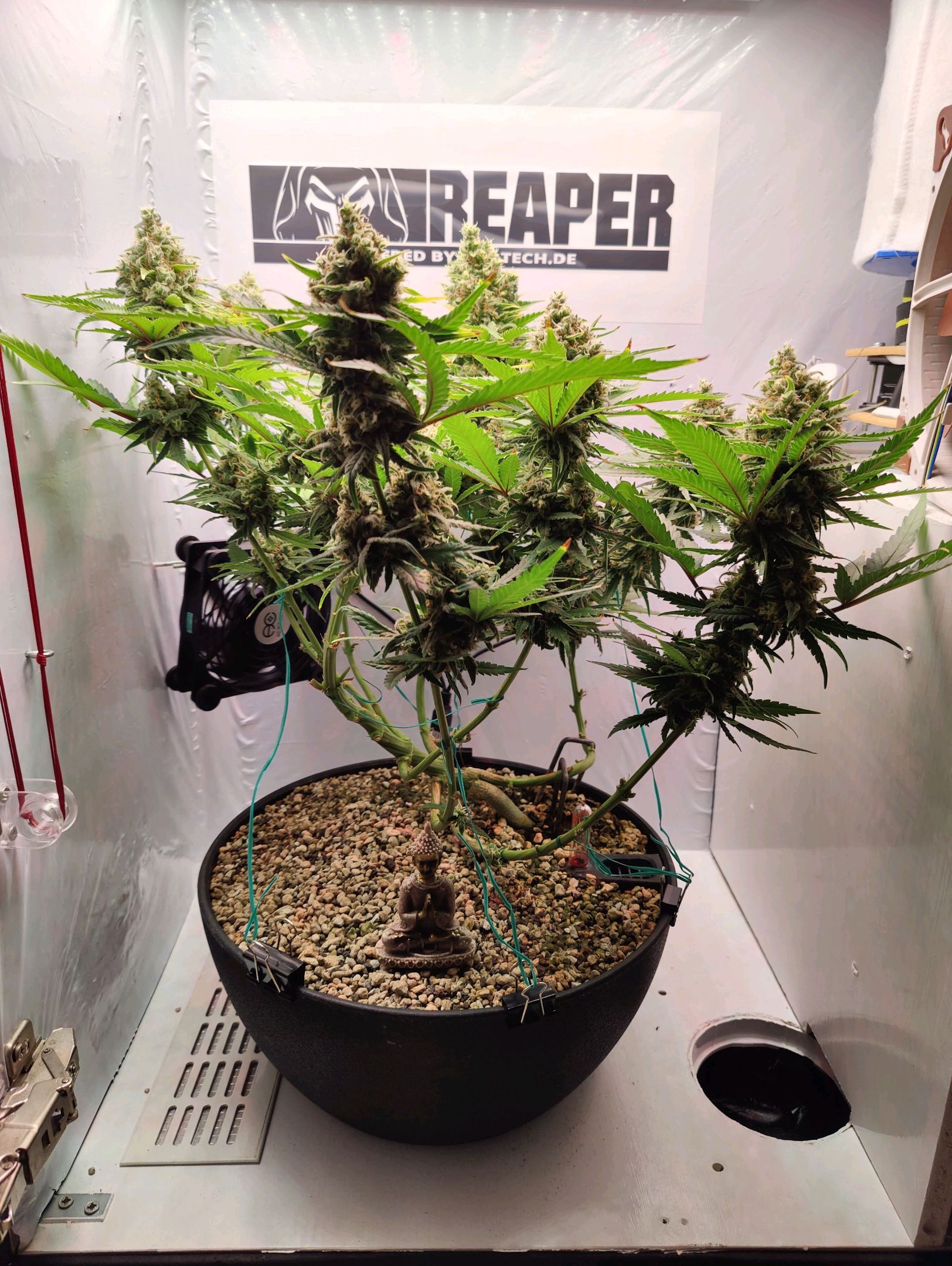 Cinderella 99 growlog photo 64