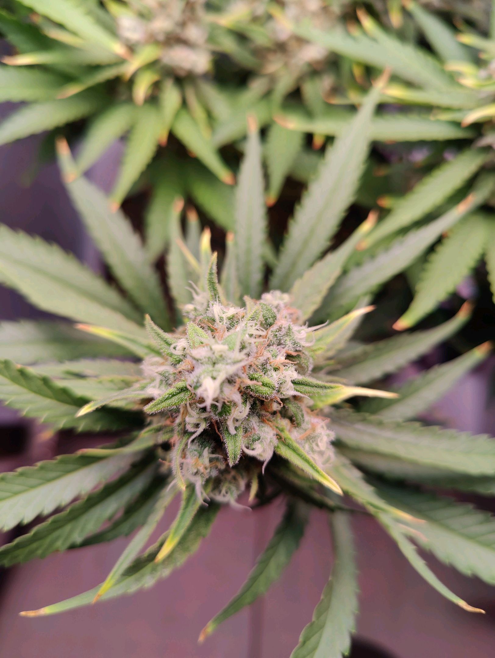 Cinderella 99 growlog photo 65