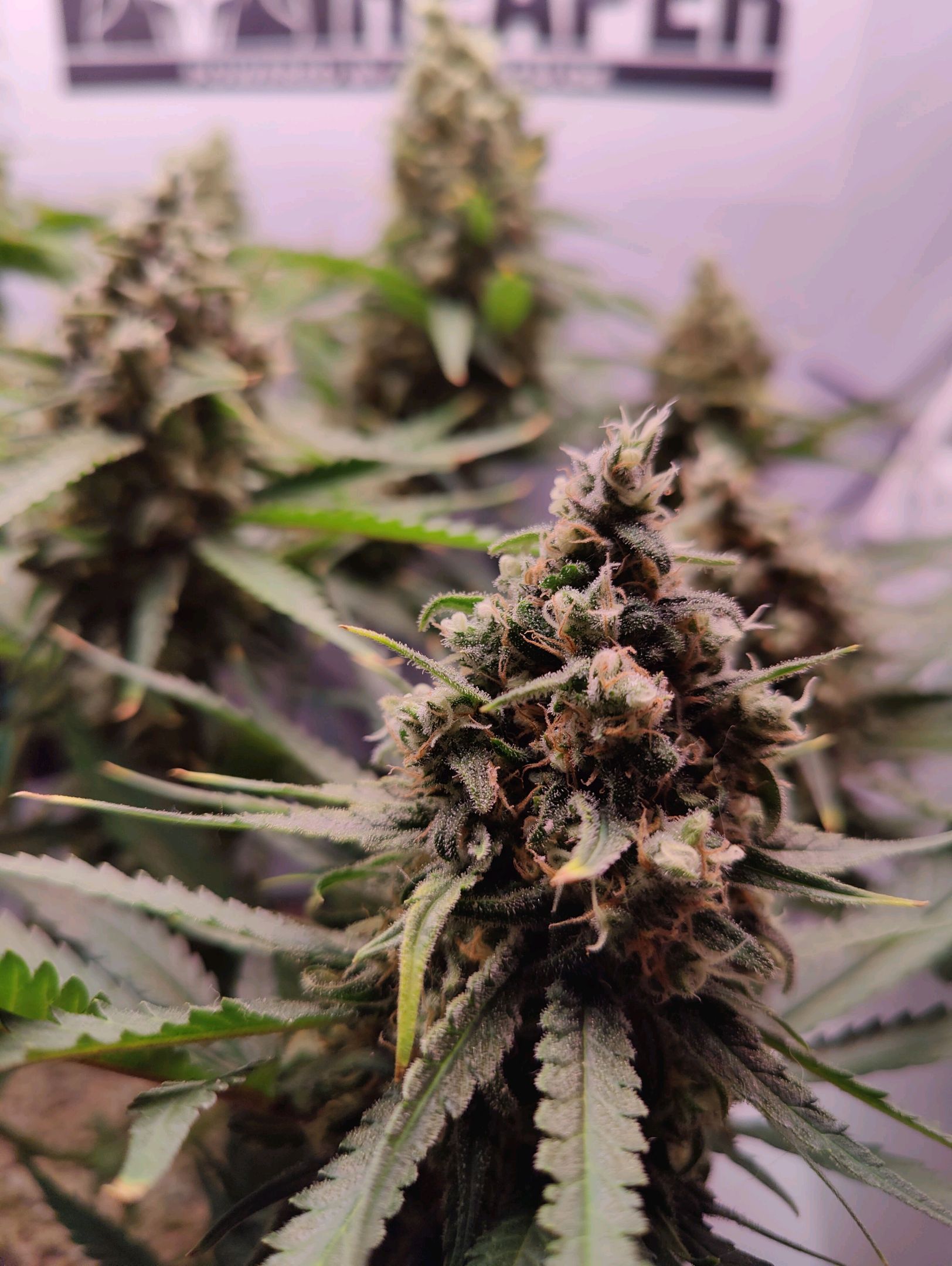 Cinderella 99 growlog photo 66