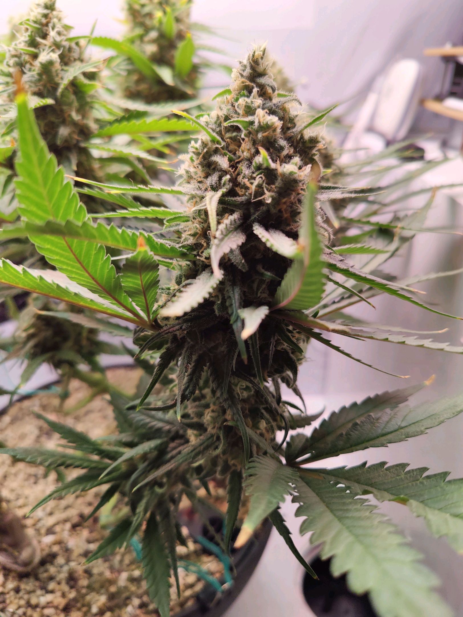 Cinderella 99 growlog photo 67