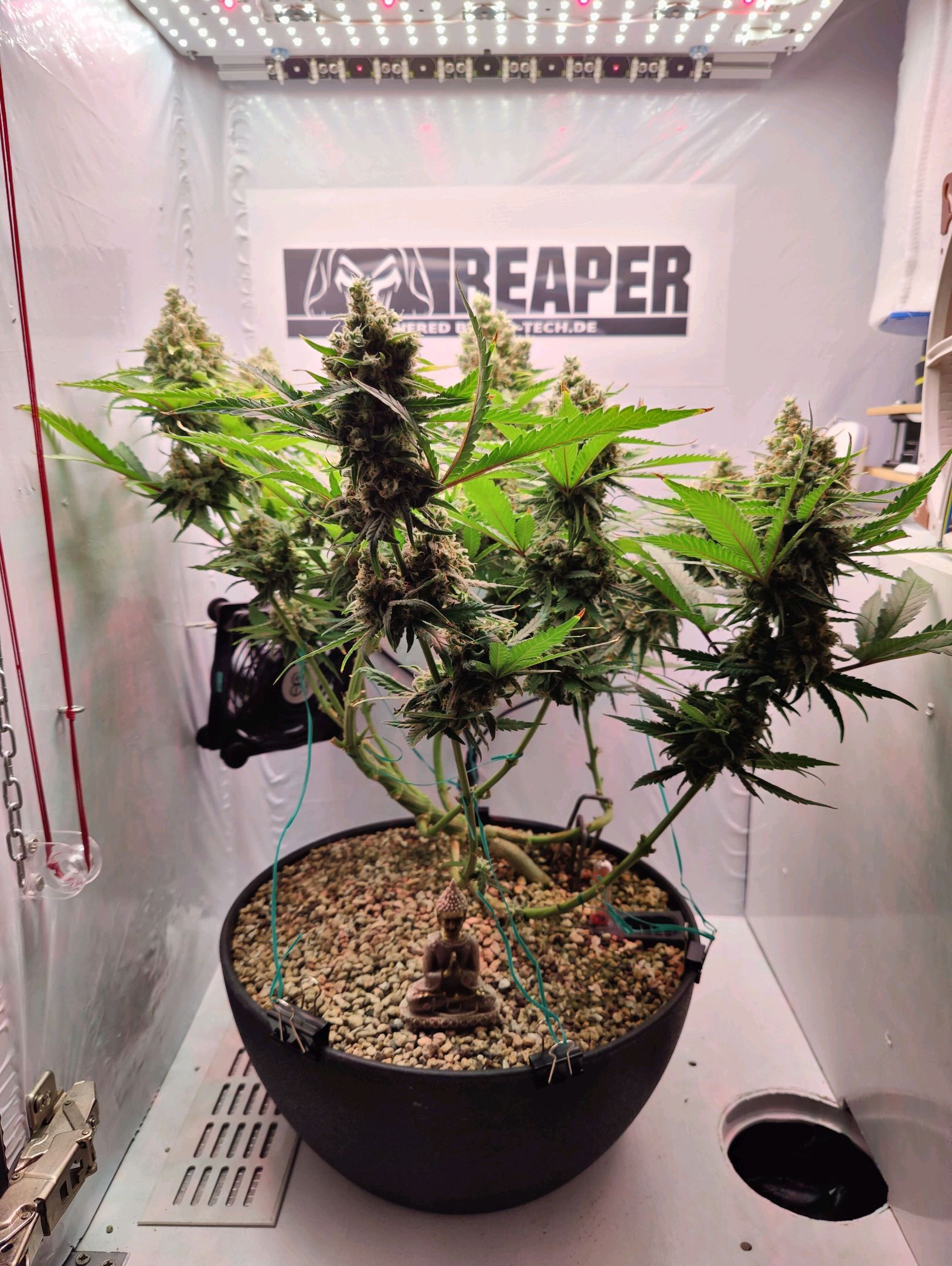 Cinderella 99 growlog photo 70