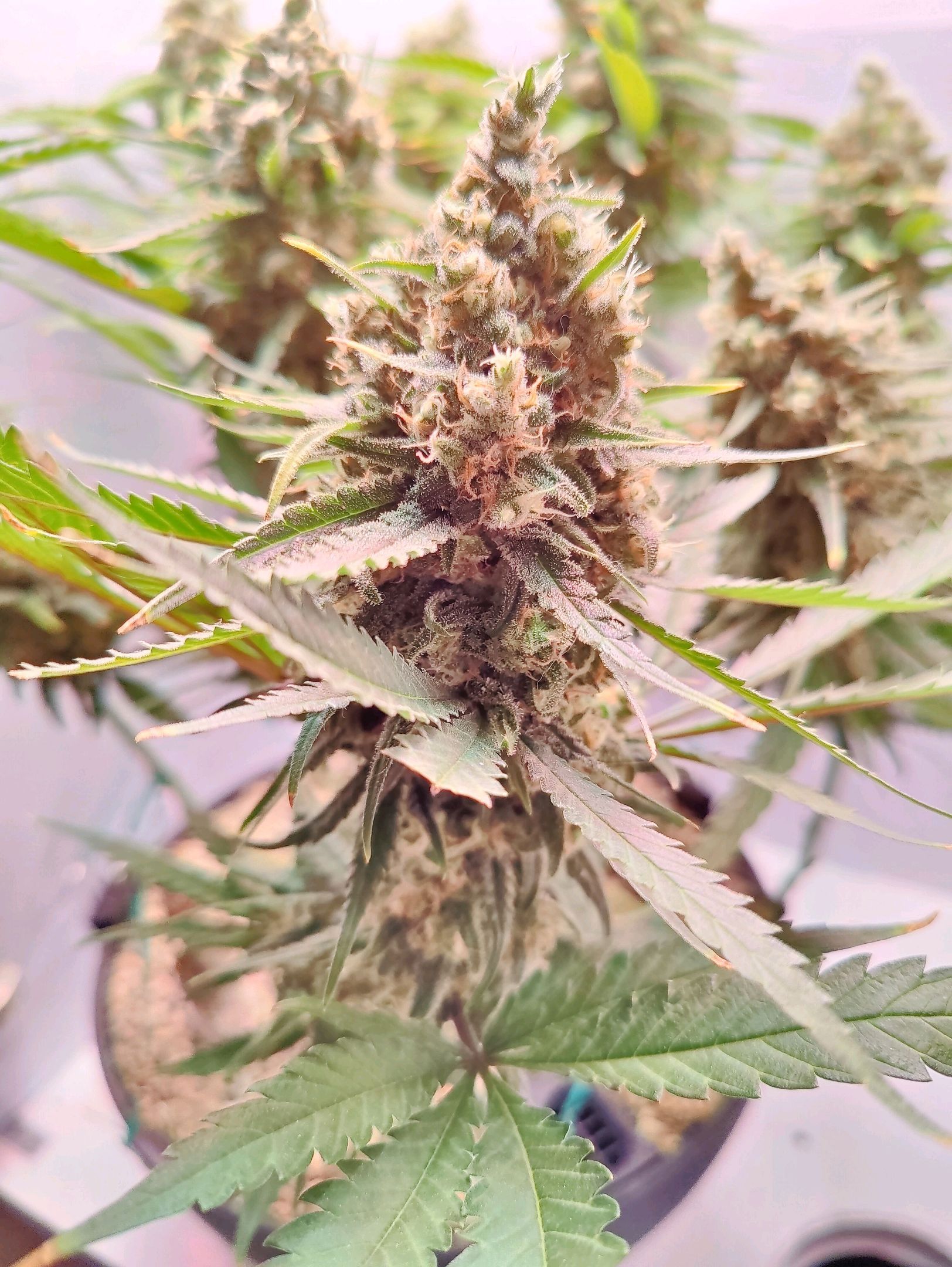 Cinderella 99 growlog photo 69