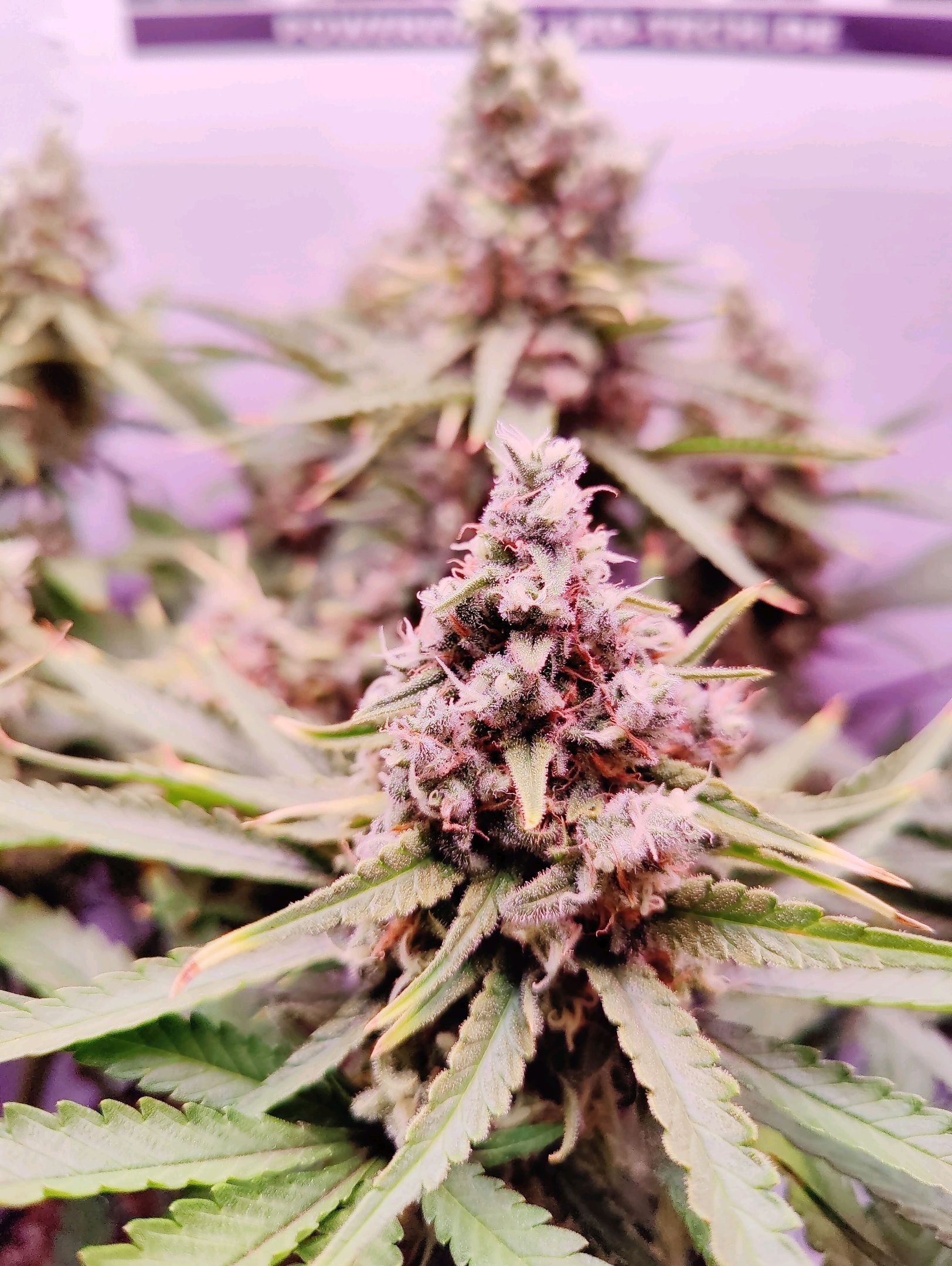 Cinderella 99 growlog photo 72