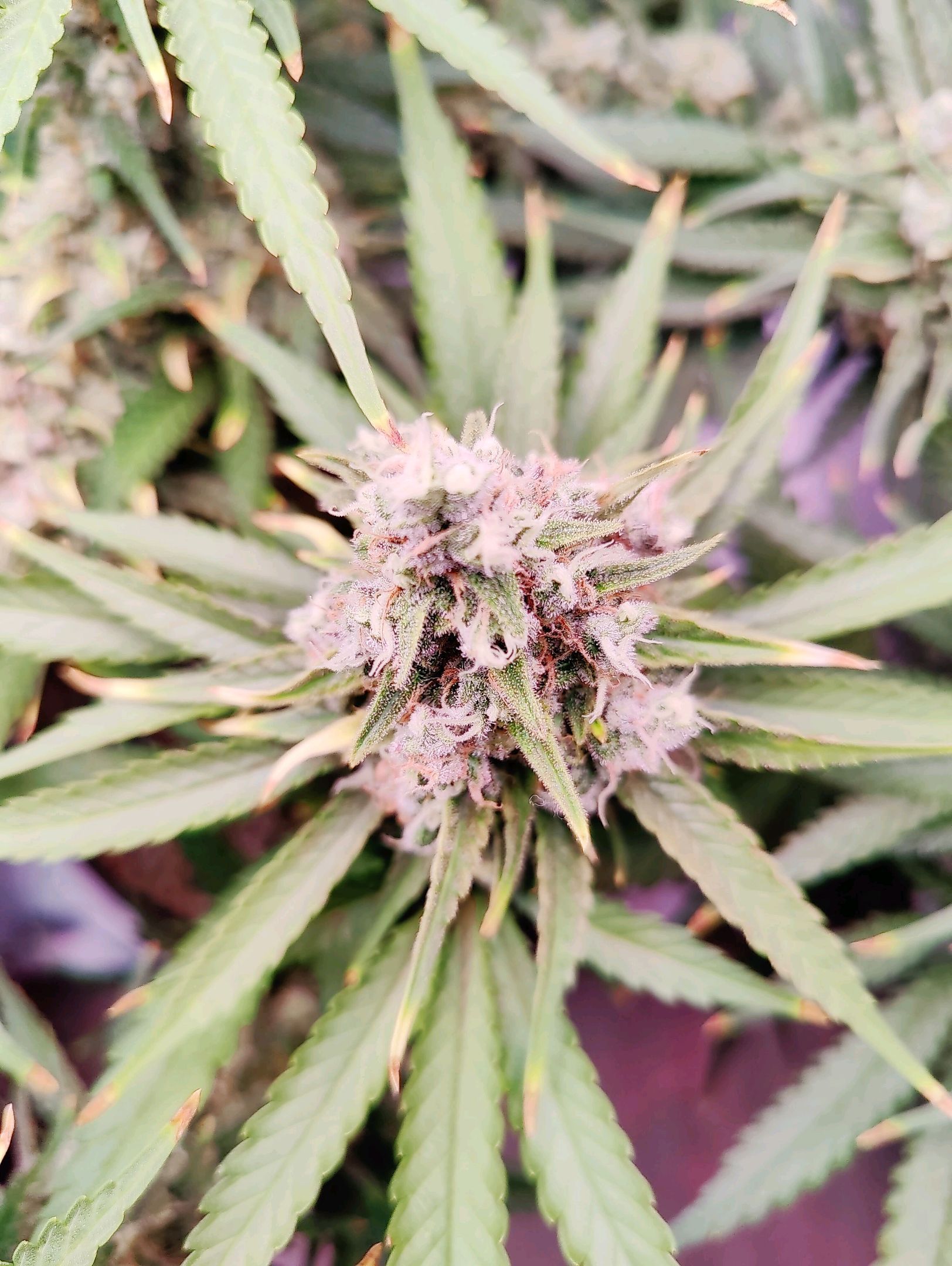 Cinderella 99 growlog photo 73