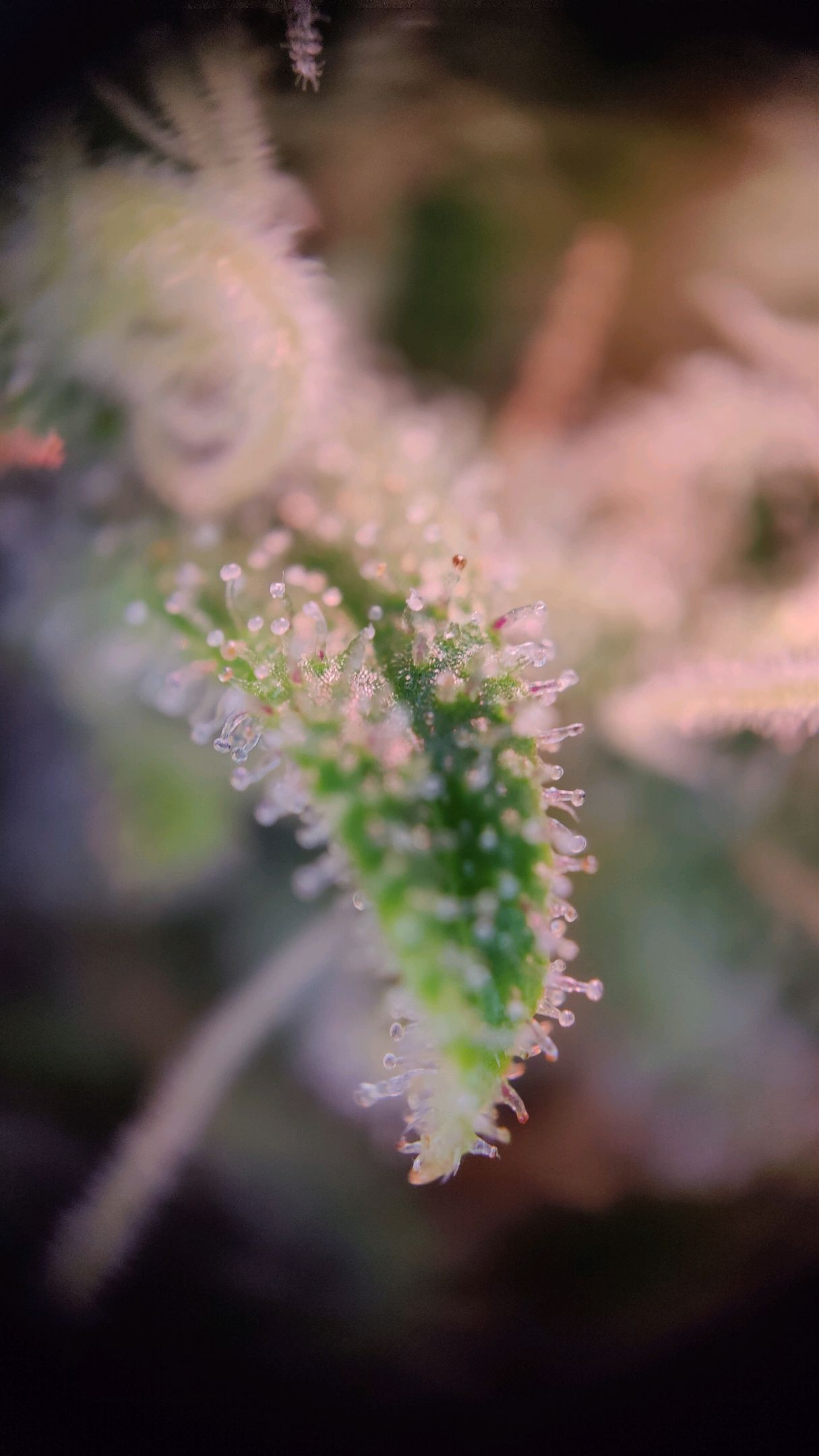 Cinderella 99 growlog photo 68