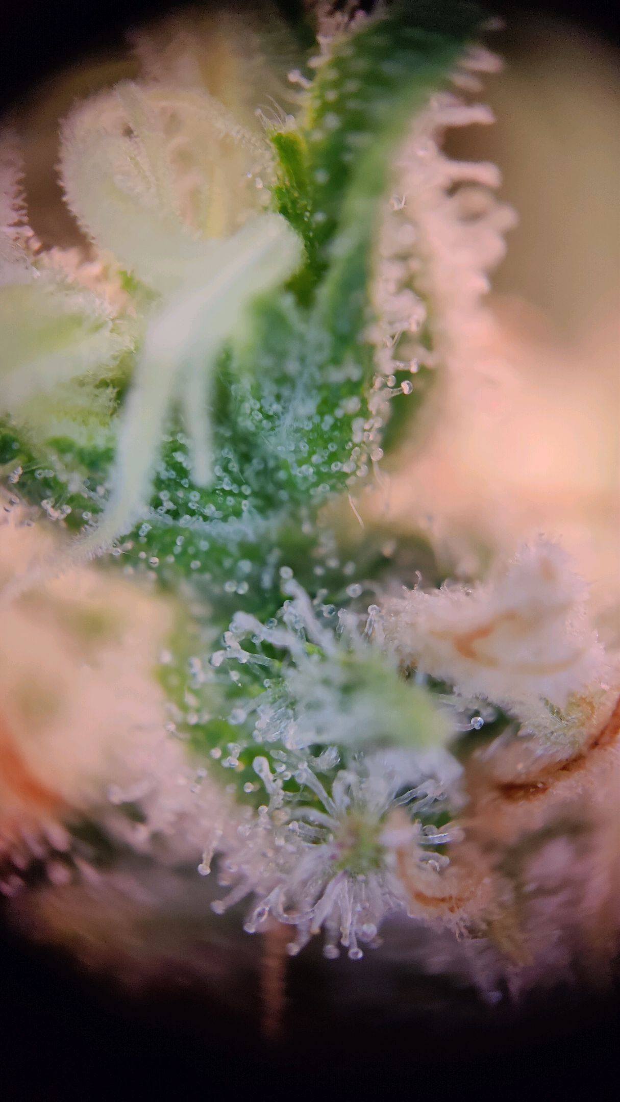 Cinderella 99 growlog photo 71