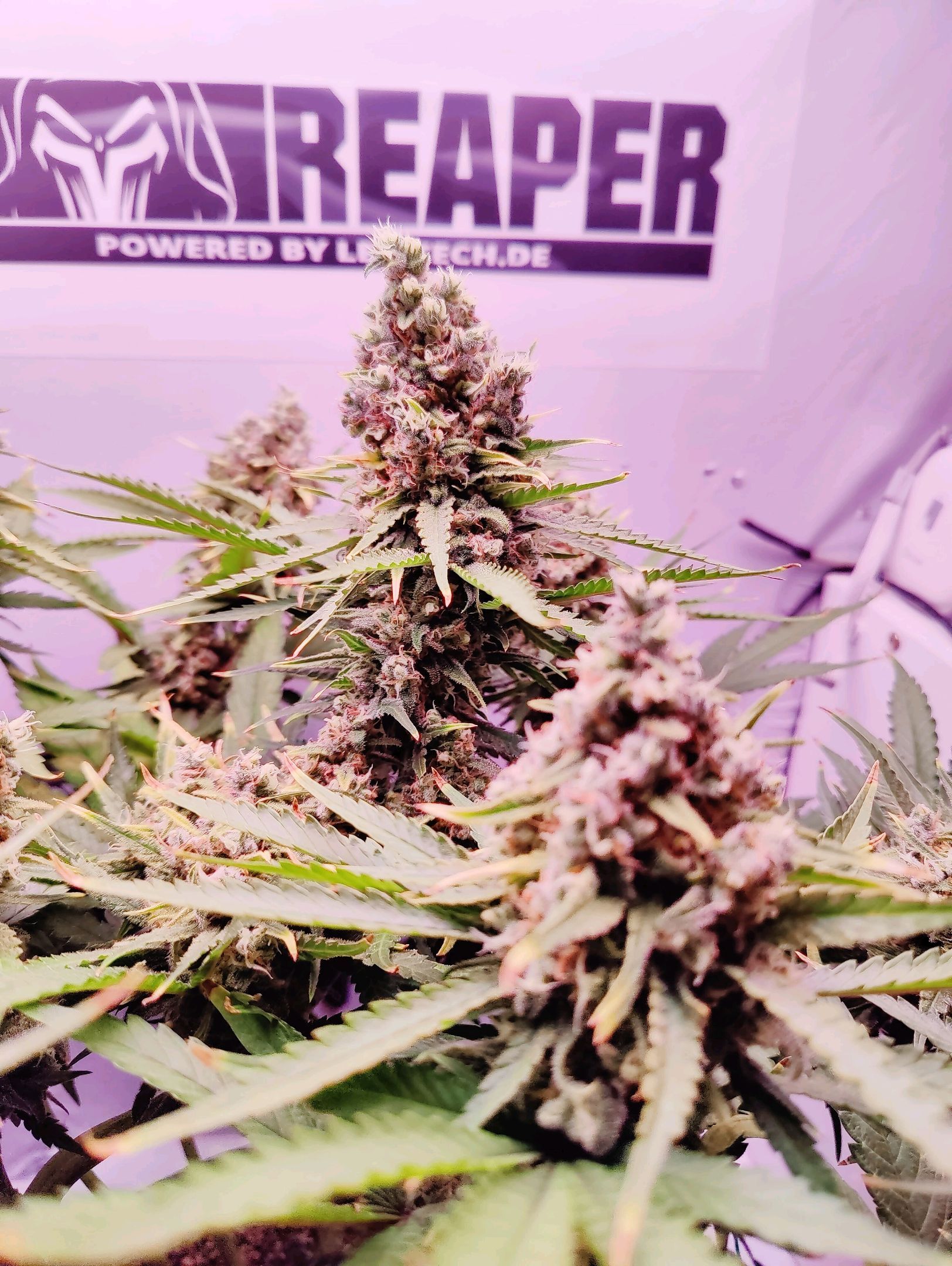 Cinderella 99 growlog photo 74