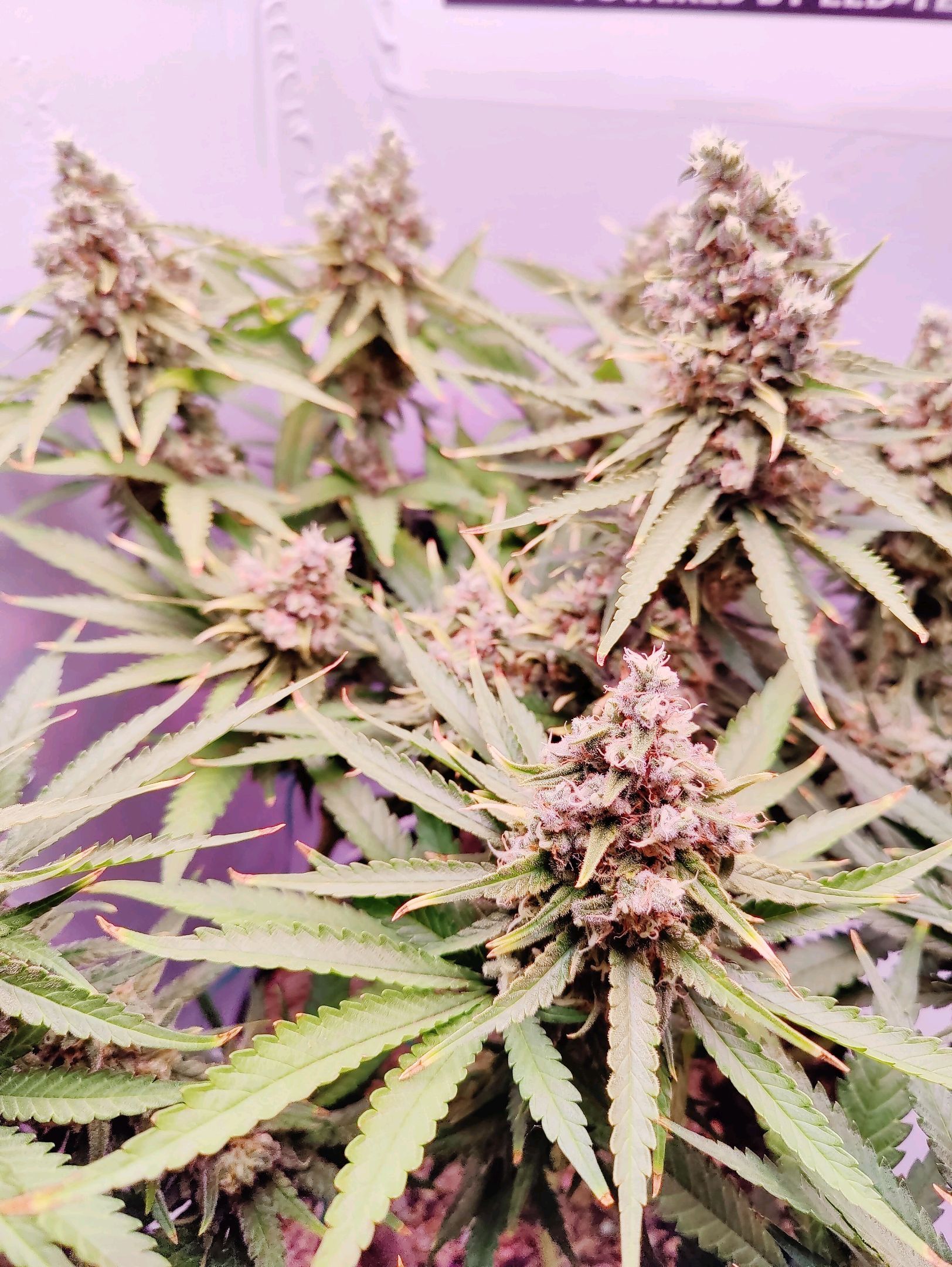 Cinderella 99 growlog photo 75