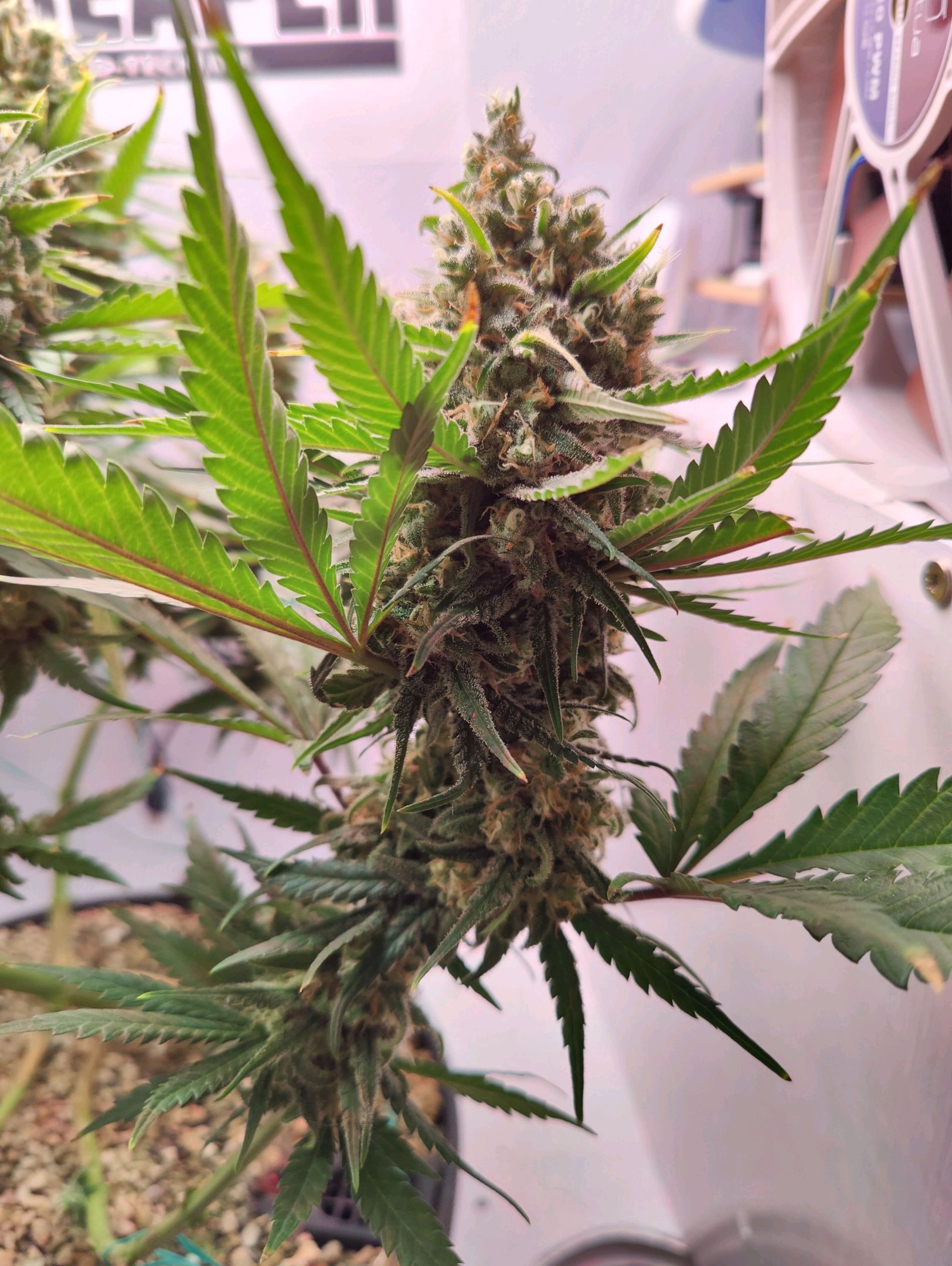 Cinderella 99 growlog photo 76