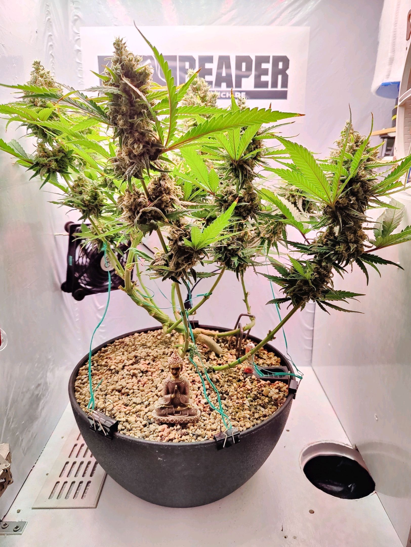Cinderella 99 growlog photo 77