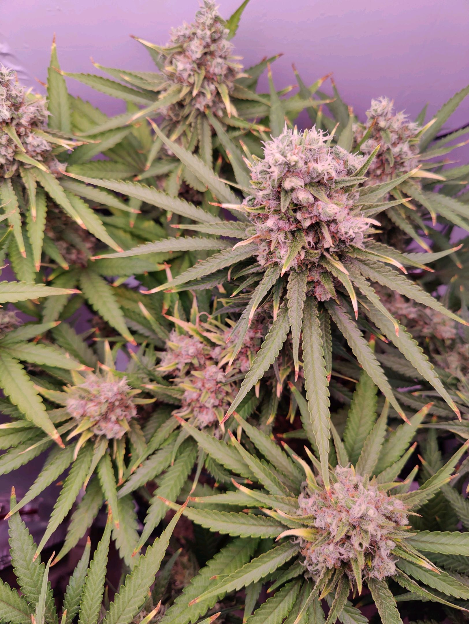 Cinderella 99 growlog photo 78