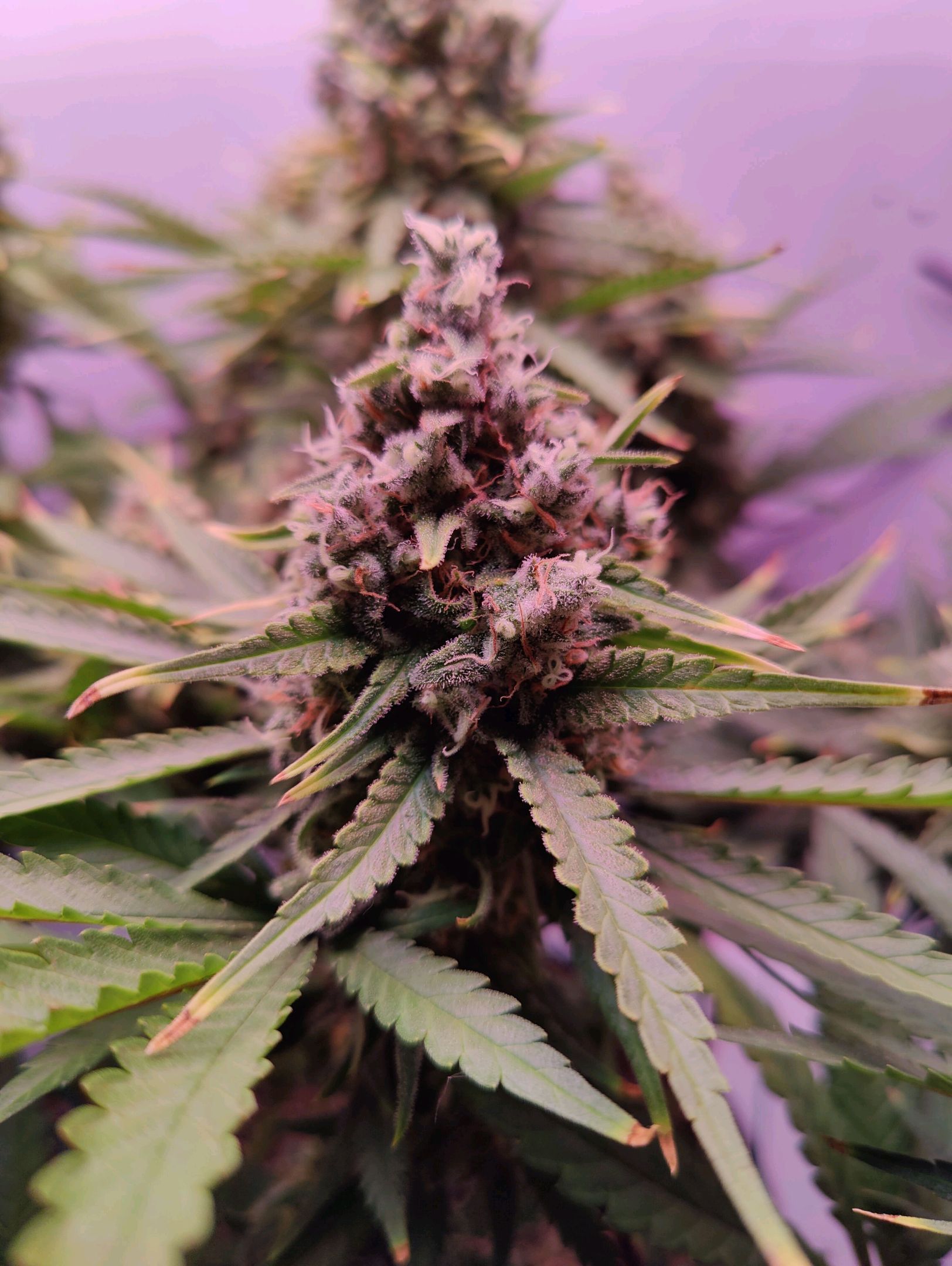 Cinderella 99 growlog photo 79