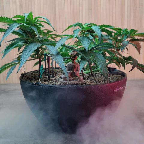 Cinderella 99 growlog in Zelt