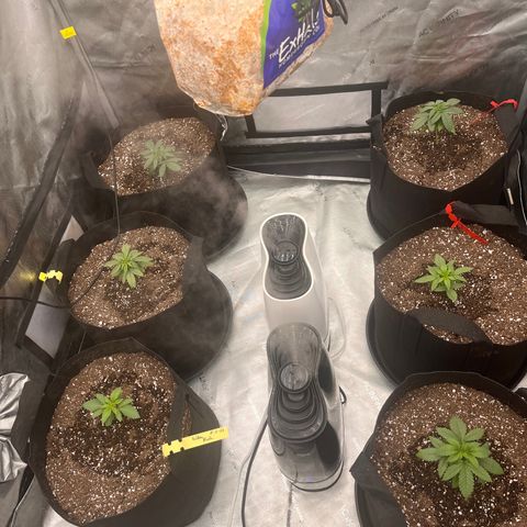 Northern Lights growlog timeline photo