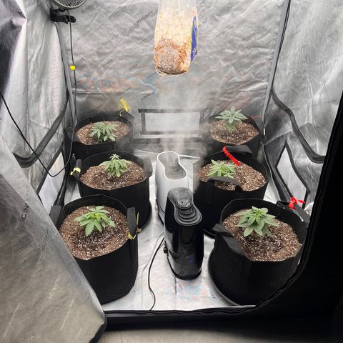 Northern Lights growlog photo: Watered today. 