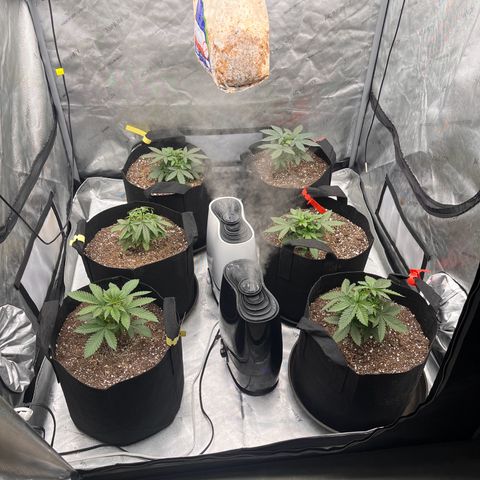 Northern Lights growlog photo: Just a check in picture 