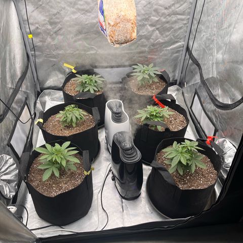 Northern Lights growlog timeline photo