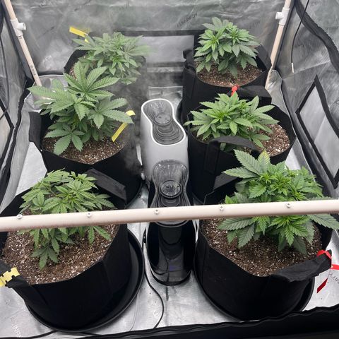 Northern Lights growlog timeline photo
