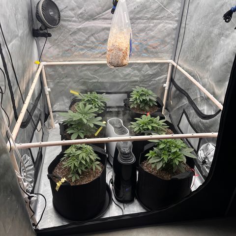 Northern Lights growlog timeline photo