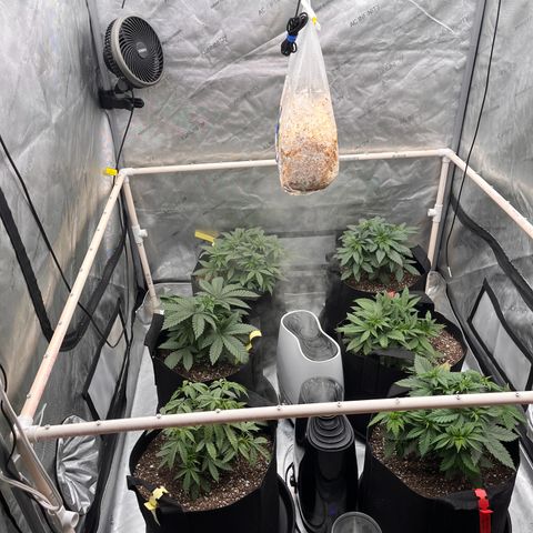 Northern Lights growlog timeline photo