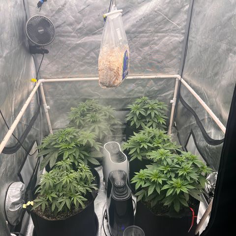 Northern Lights growlog photo: They are really responding to the water and nutes well. 