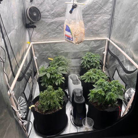 Northern Lights growlog timeline photo
