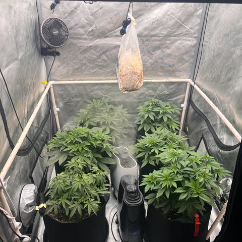 Northern Lights growlog timeline photo