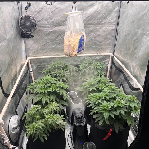 Northern Lights growlog timeline photo