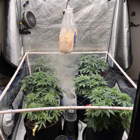Northern Lights growlog photo: Added scrog net today 