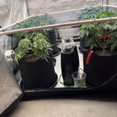 Northern Lights growlog timeline photo