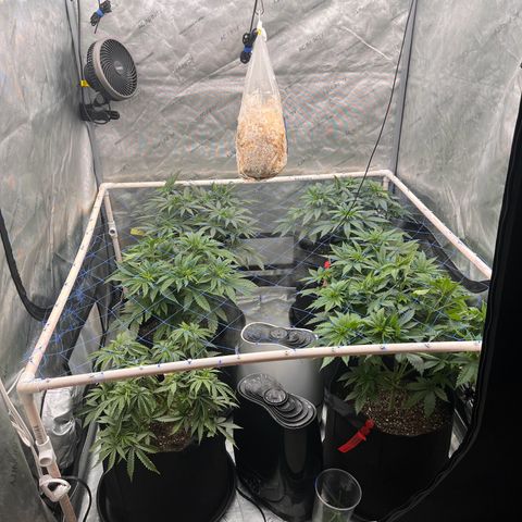 Northern Lights growlog timeline photo