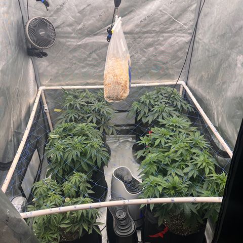Northern Lights growlog timeline photo