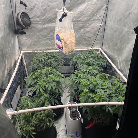 Northern Lights growlog timeline photo